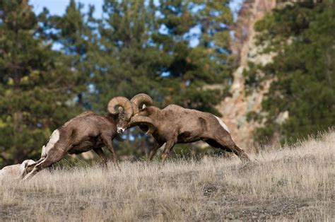 Ram fight! [video] | Montana Hunting and Fishing