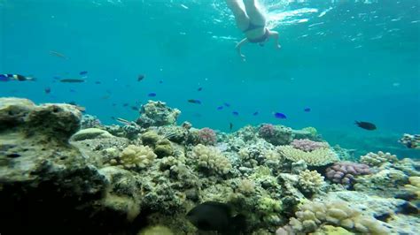 Vanuatu snorkeling - YouTube