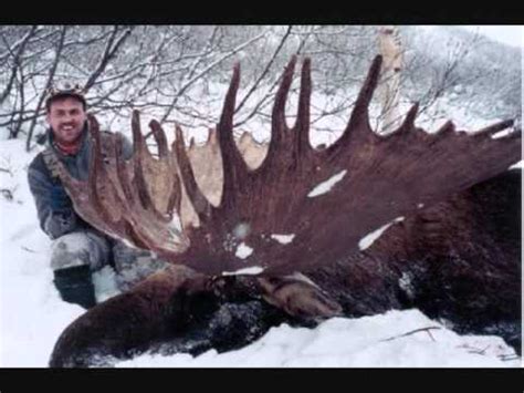 World Record Moose and other HUGE Moose!! - YouTube