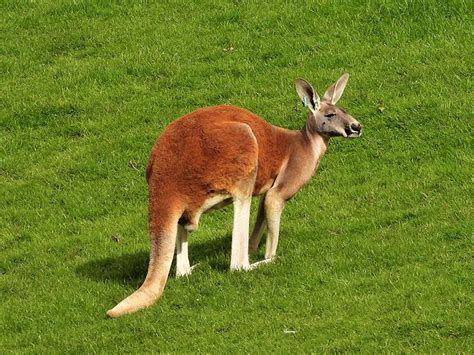 Red Kangaroo Feet