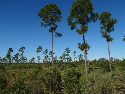 Babcock Ranch Eco Tours - Explore Florida's Wild Side > Florida Spectator