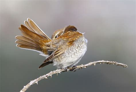 Bird of the Week: Red-backed Shrike, Newhaven - BirdGuides