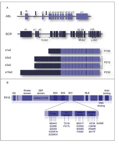 (A) The formation of the Bar-Abl fusion gene. (B) The most common... | Download Scientific Diagram