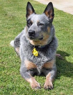 Blue Heeler. My Buddy, a tri-color ACD, wore that expression at times. So good to see it again ...