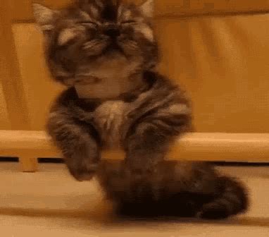 Sleepy Cat GIF - Sleepy Cat Cute - Discover & Share GIFs