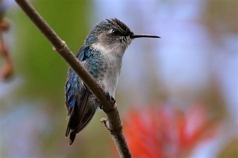 Bee Hummingbird Facts, Habitat, Diet, Life Cycle, Baby, Pictures