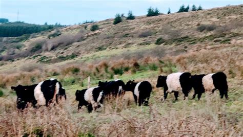 Some Galloway cattle at blackfieldfarm Galloway Cattle, Farm Pictures, Farm Life, Climate Change ...