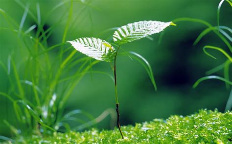 birth-green-plants-background-wallpaper-nature-192372 | Carbon Cycle ...