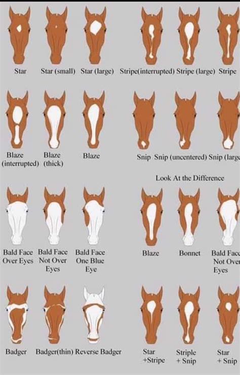 Pin on Horse Stuff | Horse facts, Horse markings, Horse breeds