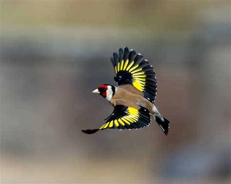 European Goldfinch Facts, Temperament As Pets, Care, Pictures | Singing ...