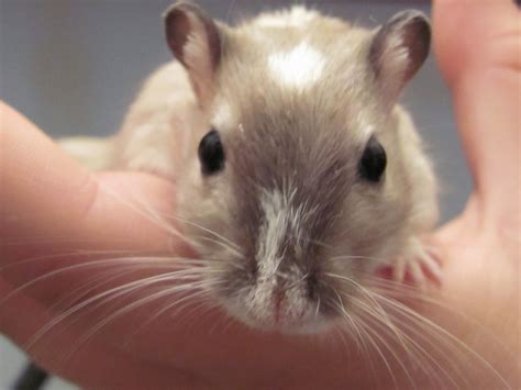 Lovemypets Enterprises: What are Gerbil Health Problems?