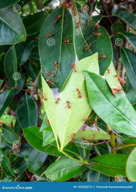 Weaver Ants Nest. it Was Made by Joining Green Leaves of a Tree Together Stock Image - Image of ...