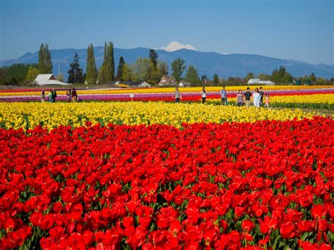 Tulip Festival in Kashmir-Divas Sojourn - Best Solo Women Travel Company