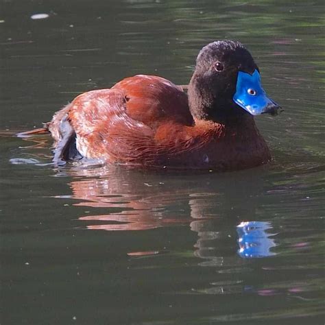 Argentine Blue-billed or Lake Duck - British Waterfowl Association