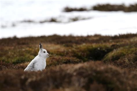 What is the National Animal of Ireland? - WorldAtlas