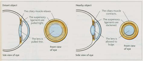 # 90 Accommodation - focusing on objects far and near | Biology Notes ...