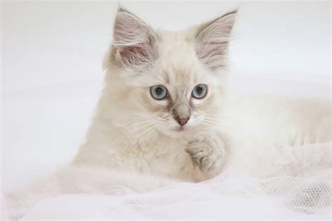 Lilac Ragdoll Cat: Facts, Origin & History (With Pictures) | Hepper