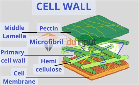 Difference Between Cell Wall And Cell Membrane