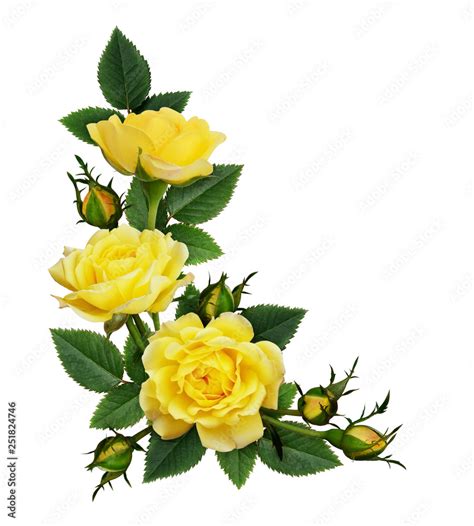 Yellow rose flowers in a corner arrangement Stock Photo | Adobe Stock