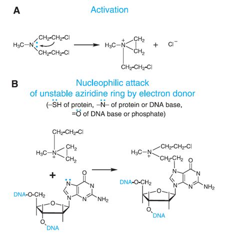 Bendamustine Pharmacology - BioPharma Notes