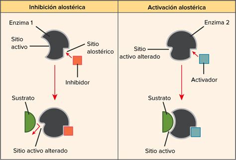 INHIBICION ALOSTERICA PDF