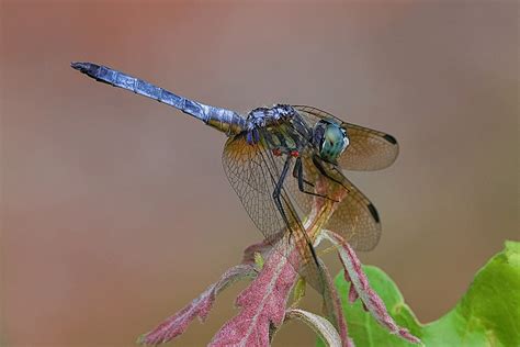 Den'sphotogallery: Blue dasher dragonfly (the little upstart)