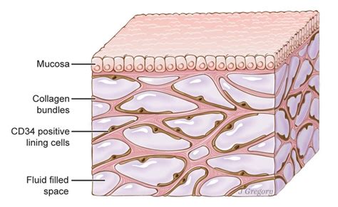 Interstitial Fluid and the Interstitium: Formation and Function - Owlcation