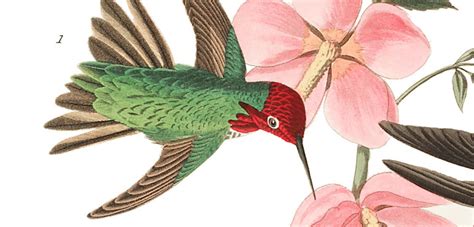 Audubon Has Made 435 Prints From Birds of America Free to Download