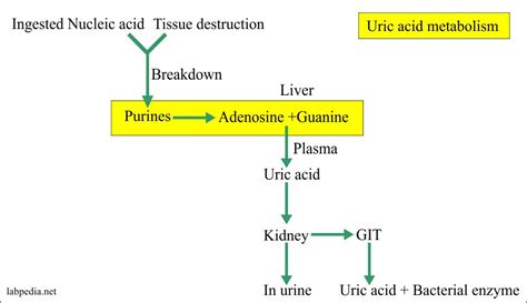 Uric Acid Metabolism Pathway