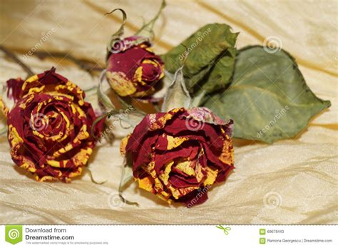 Wither Roses on Yellow Silk Stock Image - Image of roses, romantic: 69678443