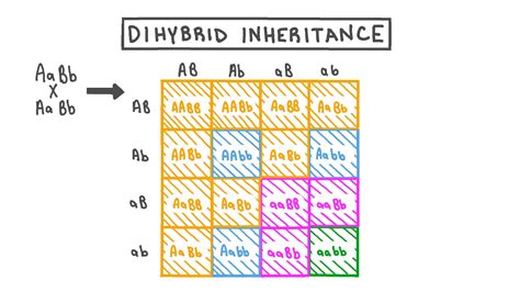 Dihybrid Cross Punnett Square Worksheet