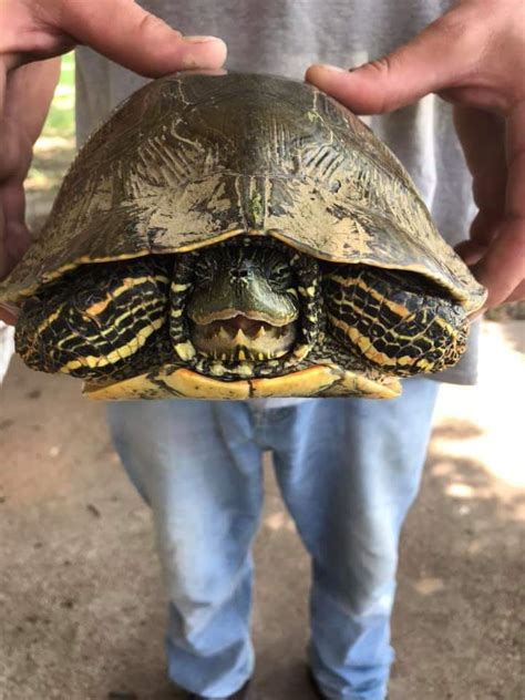 This turtle has teeth. : r/mildlyinteresting