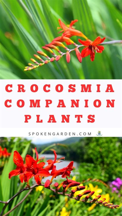 Crocosmia Companion Plants - DIY Garden Minute Ep. 93