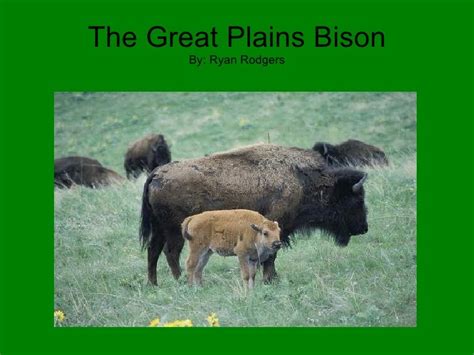 The Great Plains Bison