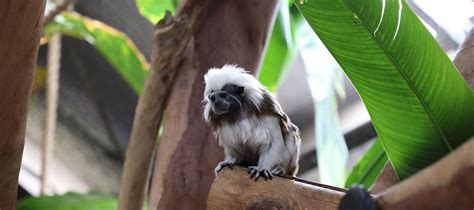 Alexandra Park Zoo Conservation – Discover Bundaberg