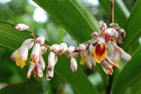 Top 10 Health benefits of sweet-smelling Cardamom