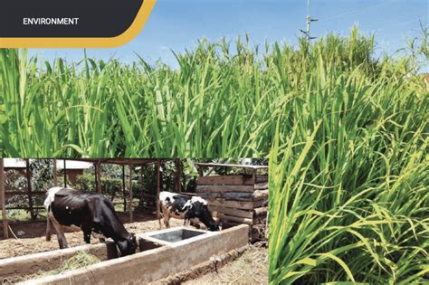 JUNCAO GRASS TECHNOLOGY FOR SUSTAINABLE LIVESTOCK FARMING – The Accountant