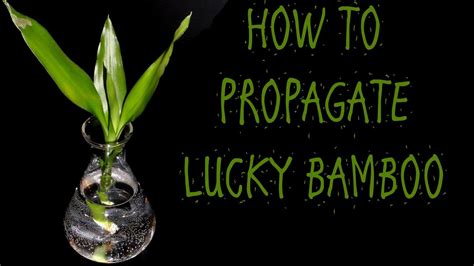 HOW TO PROPAGATE LUCKY BAMBOO - YouTube