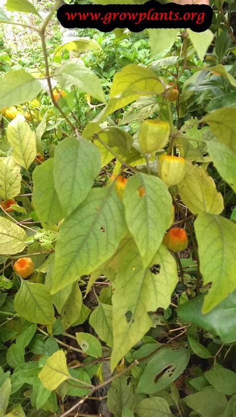 Physalis alkekengi - How to grow & care