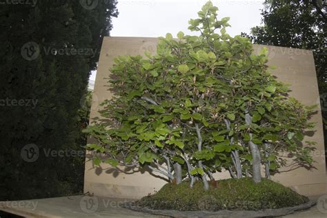 bonsai miniature tree nature art 11968232 Stock Photo at Vecteezy