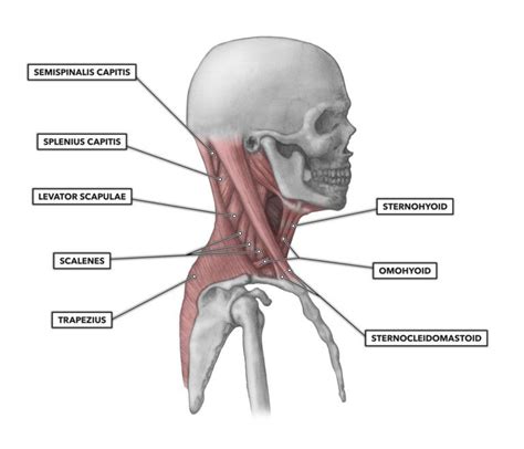 First Rib, Muscle Belly, Sternocleidomastoid Muscle, Hand Health ...