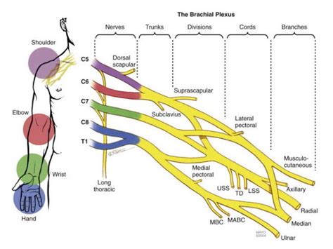 Unraveling the Brachial Plexus; Chiropractic Care for Whiplash - Smart Pain Solutions