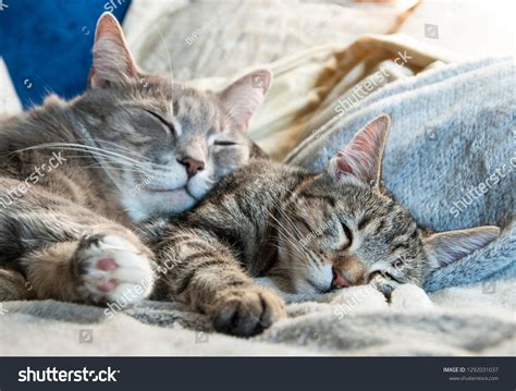 15,327 Two Cats Sleeping Images, Stock Photos & Vectors | Shutterstock