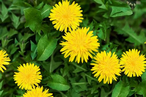 Dandelion Greens: Plant Care & Growing Guide