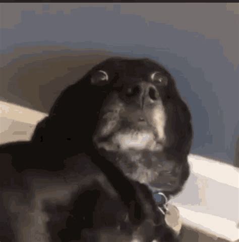 Funny Animals Dog GIF – Funny Animals Dog Shook – discover and share GIFs