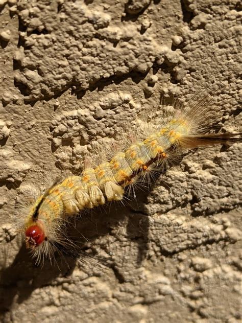 Stinging Tussock Moth Caterpillars - Hernando Sun