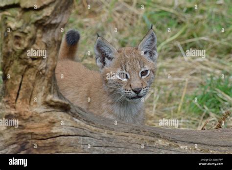 Three Lynx Cubs Stock Photo - Alamy