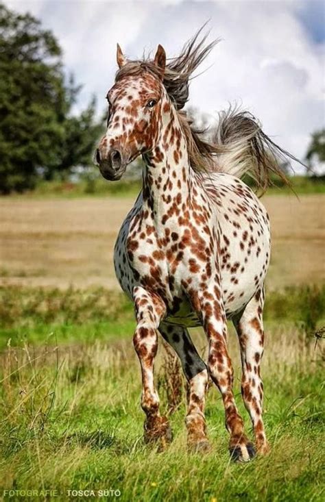 Caballo dalmata | Horses, Beautiful horses, Animals beautiful