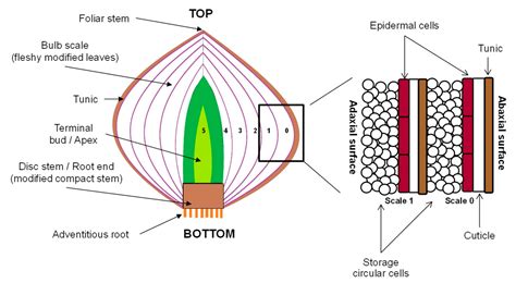 Onion Bulb Cell