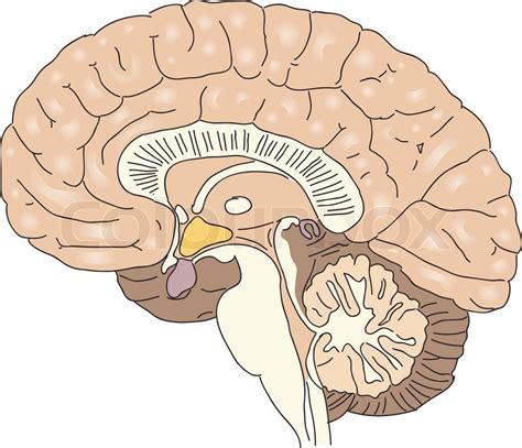 Cross-section of the human brain ... | Stock vector | Colourbox